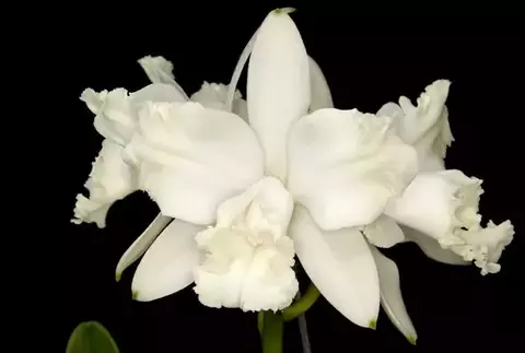 Cattleya Intermédia Alba - PLANTAS ADULTAS.