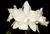 Cattleya Intermédia Alba - PLANTAS ADULTAS.
