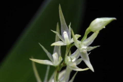 Anathalis Linearifolia - ADULTA
