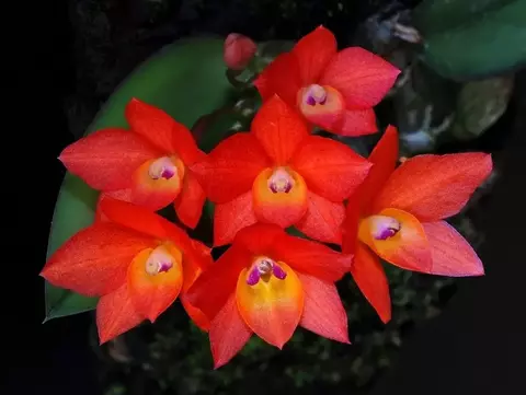Sophronites Cernua - ADULTA