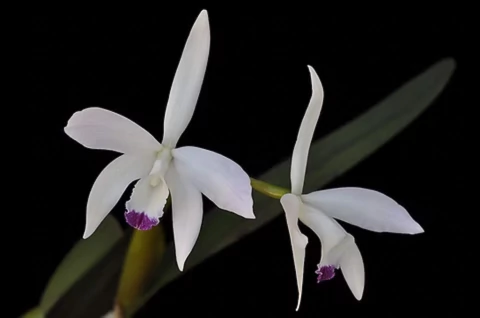 Laelia Perrini Semi Alba - Muda