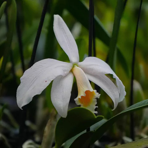 Laelia Jangueana Alba X Self - Cruzamento - Adulta
