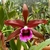 Laelia Tenebrosa + muda de Cattleya Intermédia de presente
