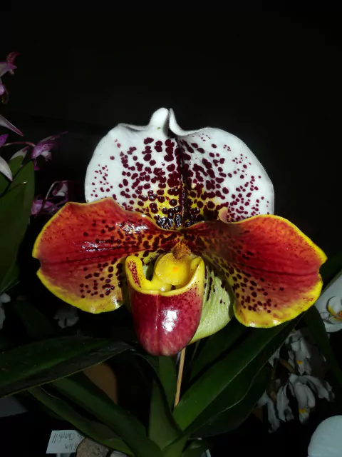 Paphiopedilum Winston - Adulto