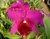 Cattleya Lc Betune Mendenhal - ADULTA