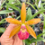 BRASCATTLEYA GOLDEN TANG - ADULTA - comprar online