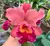 Cattleya Blc. Pumpkin Festival - Pré Adulta