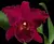 Cattleya BLC Chia Lin New City - ADULTA EM FLORAÇÃO - comprar online