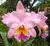 Cattleya George King - ADULTA EM FLORAÇÃO - comprar online