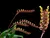 Bulbophyllum Falcatum