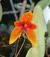 Bulbophyllum Pardalotum - ADULTA