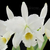Cattleya Labiata Alba - Pré Adulta