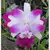 Cattleya Moscombe Susan - Muda