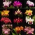 KIT COM 3 MUDAS DE ORQUÍDEAS CATTLEYAS - comprar online
