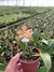 Cattleya Aclandiae Albescens - Pré Adulta - comprar online