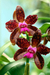 Cattleya Tigrina Carnea - Adulta