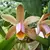 Cattleya Forbesii Tipo - ADULTA