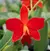 Cattleya Primeiro Amor - ADULTA