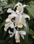 Coelogyne Cristata - ADULTA - comprar online