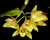 Dendrobium Serratilabium (espécie) - ADULTO
