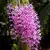 Dendrobiun Onosmum Tipo - ADULTO