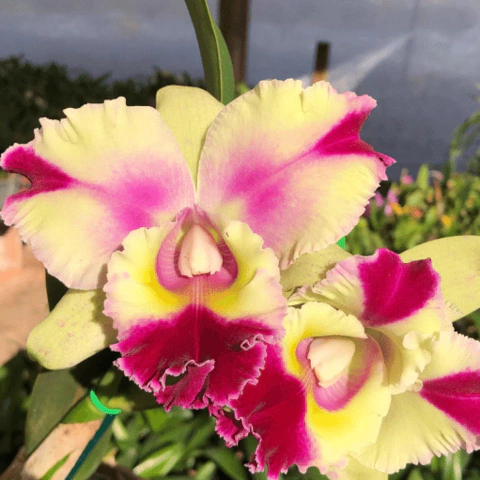 Cattleya - Blc Goldenzelle x Mari's Song - Pré Adulta