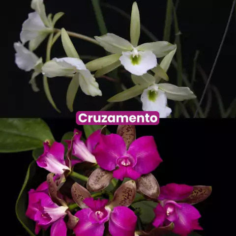 Brassavola General Osório x Cattleya Tigrina Trilabelo - Cruzamento - PRÉ ADULTA APTA A FLORIR NA TEMPORADA!