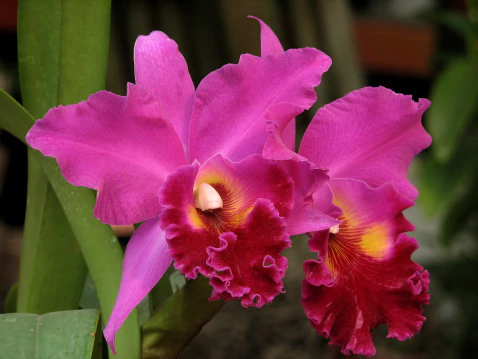 Cattleya Rlc Memorian Crispim Rosales - ADULTA