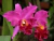 Cattleya Rlc Memorian Crispim Rosales - ADULTA