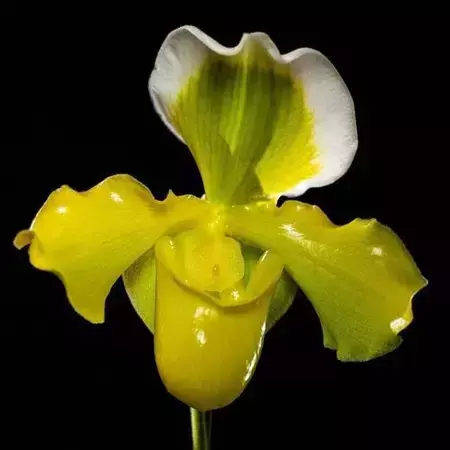 Paphiopedium Big Green - Adulta