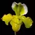Paphiopedium Big Green - Adulta