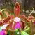 Cattleya Gutata Tipo - ADULTA