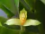 Maxilaria Heterotaxis Brasiliensis - Adulto