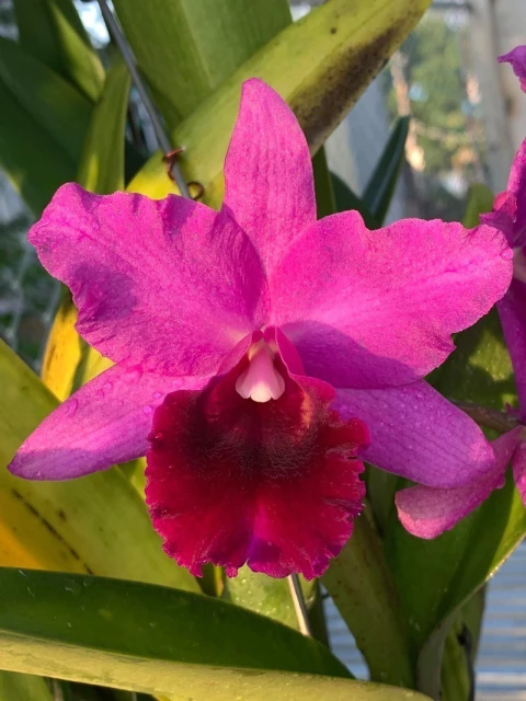 Cattleya LC Molly Tyler - Muda