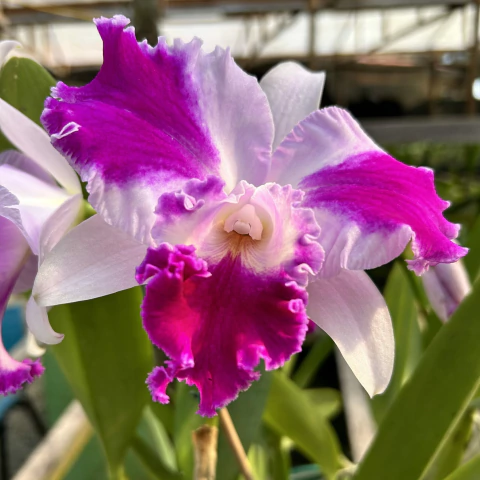 Cattleya Aqui Finn Nature's Best - Muda