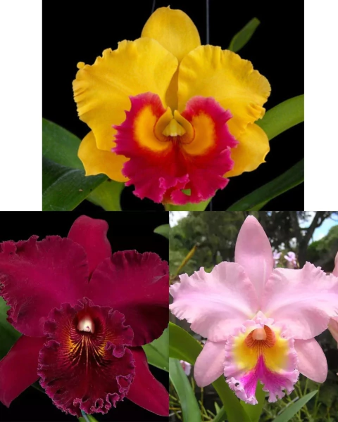KIT 3 CATTLEYAS ADULTAS + BRINDE EXCLUSIVO FORTH - Cat Chia lin + Cat. Thongsuphan Gold-J + Cat George King