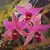 Laelia Anceps tipo - Adulta