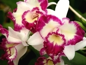 Cattleya Lc Nice Holiday Suntopia - ADULTA