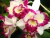 Cattleya Lc Nice Holiday Suntopia - ADULTA