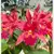 Cattleya LC Karol Red Glowing Embers - ADULTA