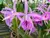 Cattleya SLC Maykay Louise - ADULTA