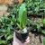 Cattleya Blc Anna Balmores - Muda - comprar online