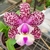 Cattleya Cruzeiro do Sul - Mudas