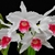 Laelia Purpurata Carnea - Pré Adulta