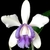 Cattleya Intermédia Coerulea