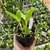 Cattleya Intermédia Coerulea - comprar online