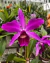Laelia Purpurata X Cattleya Violacea Semi Alba - Adulta