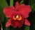 Cattleya Pot Red Crab Kuan Miao - ADULTA