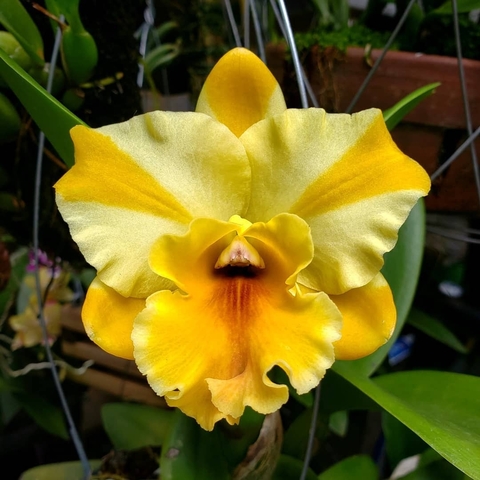 Cattleya Rlc Nell Hammer - Adulta - comprar online