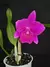 Cattleya Mahalo Jack - Adulta
